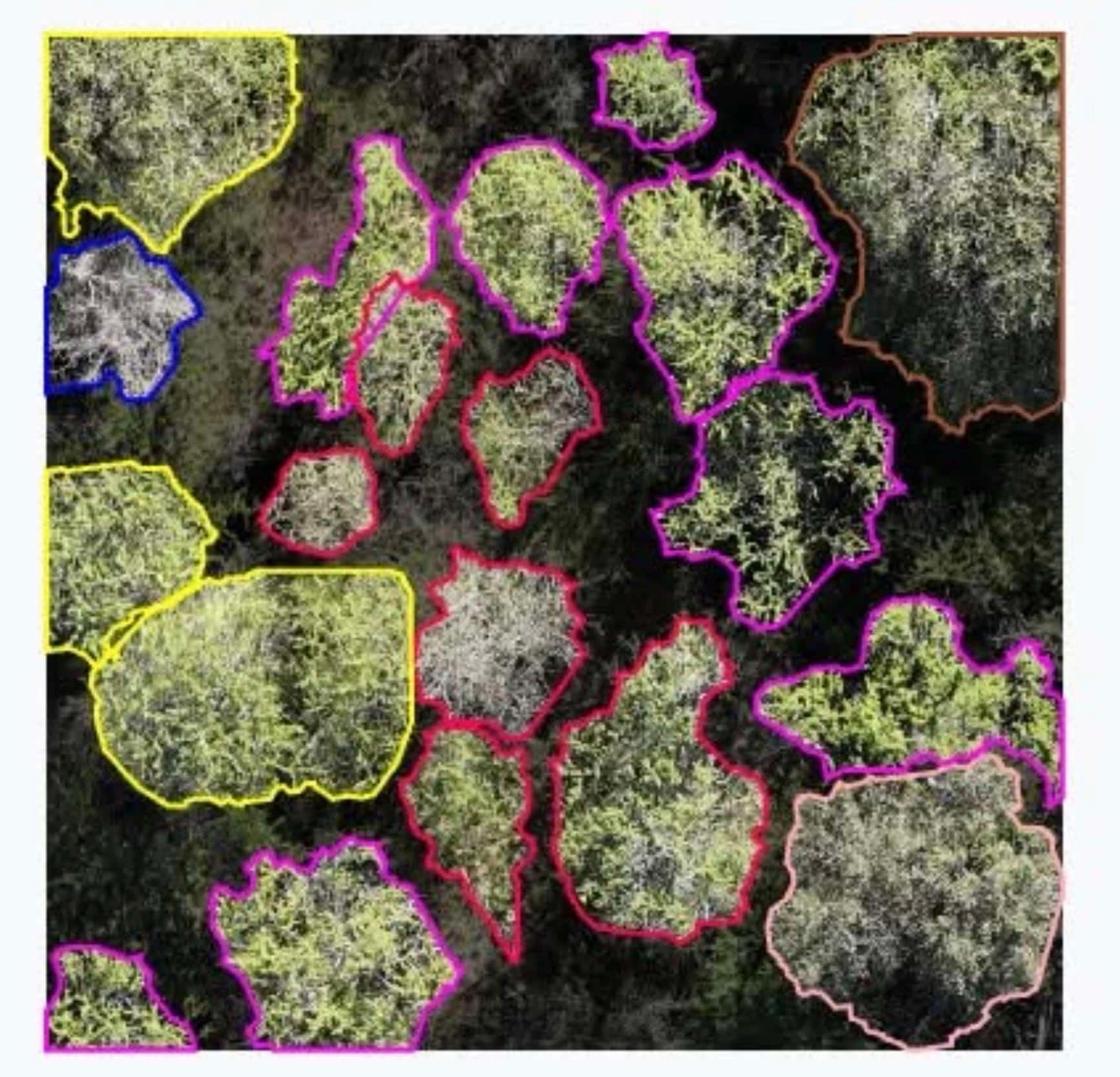 DJI Matrice 4E Maps 29 Native Species Across 130 Hectares In Open-Source Flora Study - DroneXL.co
