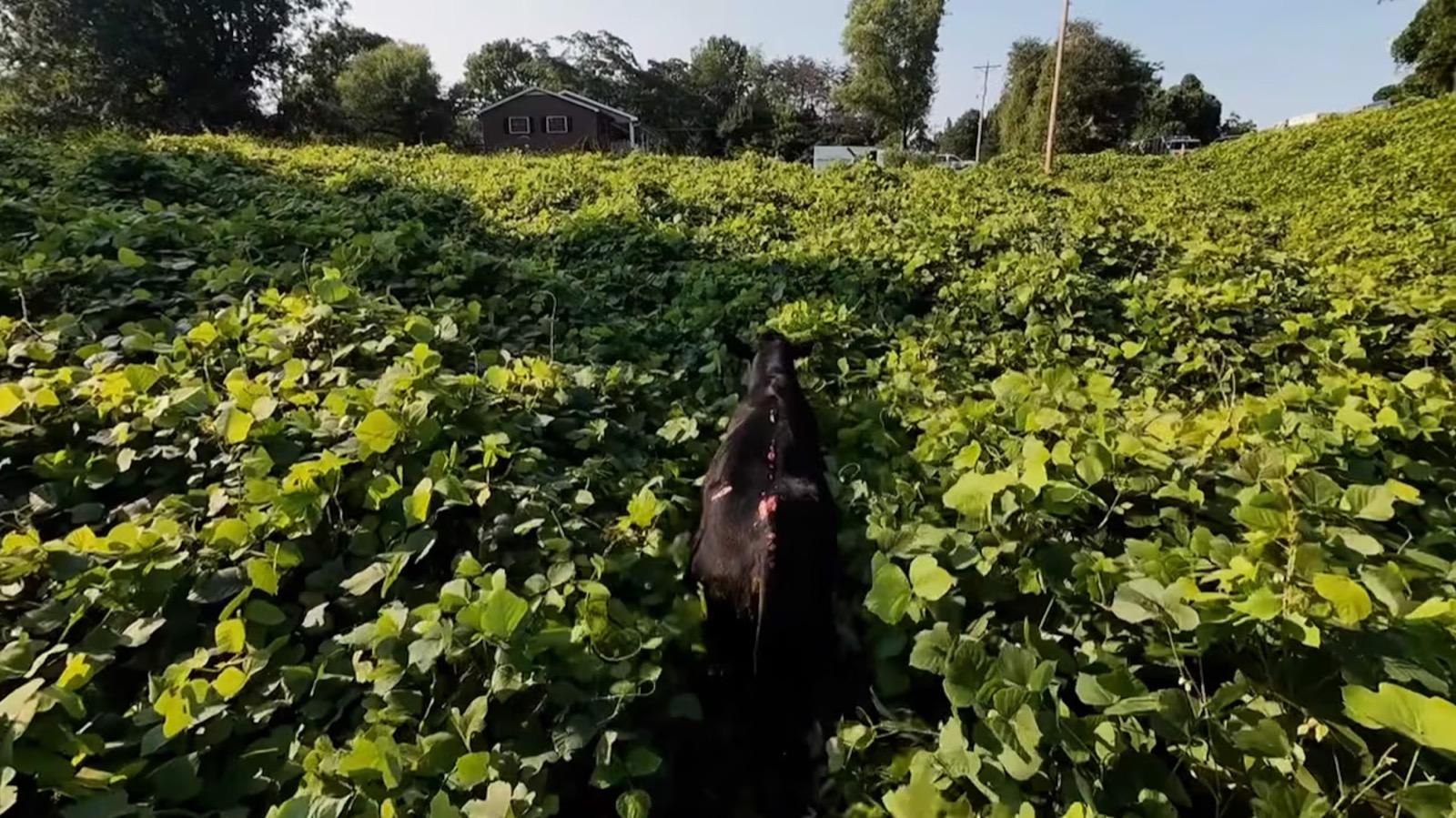 DJI Avata 2 Guides Escaped Angus Bull Out of I-40 Ravine - DroneXL